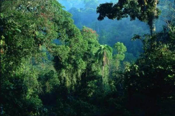 Ethiopian highlands and forests — nature conservation in action