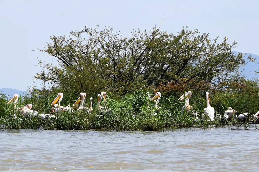 Lake Ziway Boat Ride & Birdwatching Experience