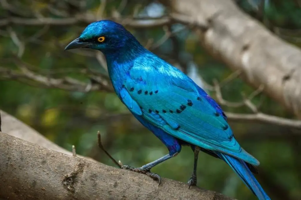 14-Days Ethiopia Bird Watching Tour - Ethiopia