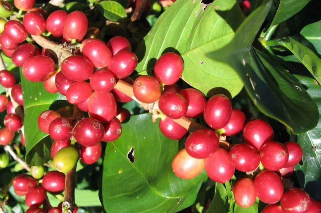 13-Day Coffee & Tea Immersion in Ethiopia