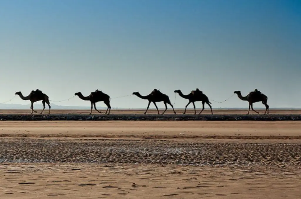 From Semien Peaks to Danakil Flames: 20 Days of Adventure